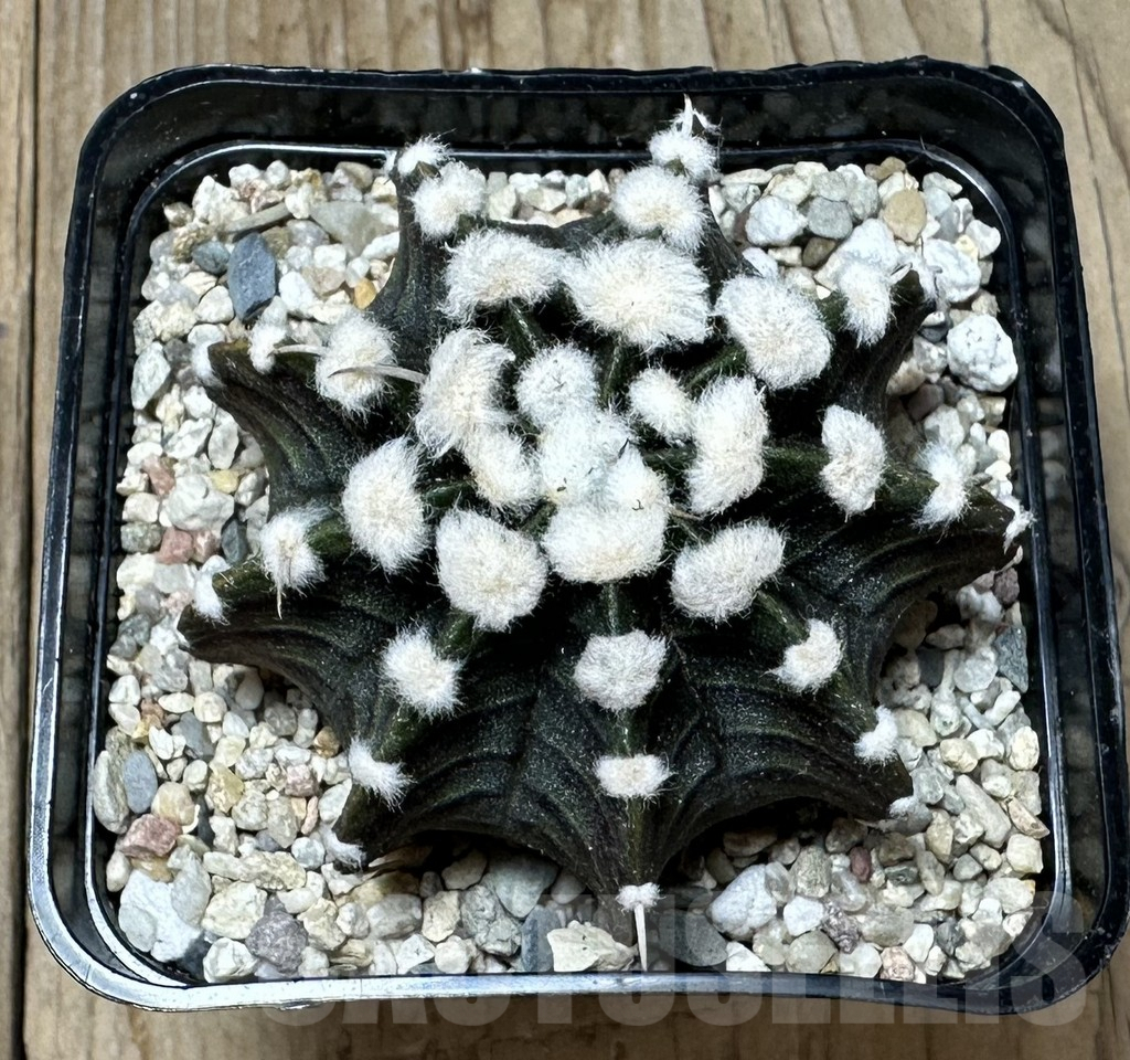 SHPR36473 Gymnocalycium friedrichii VOS, select form seedling - Obrázek 3