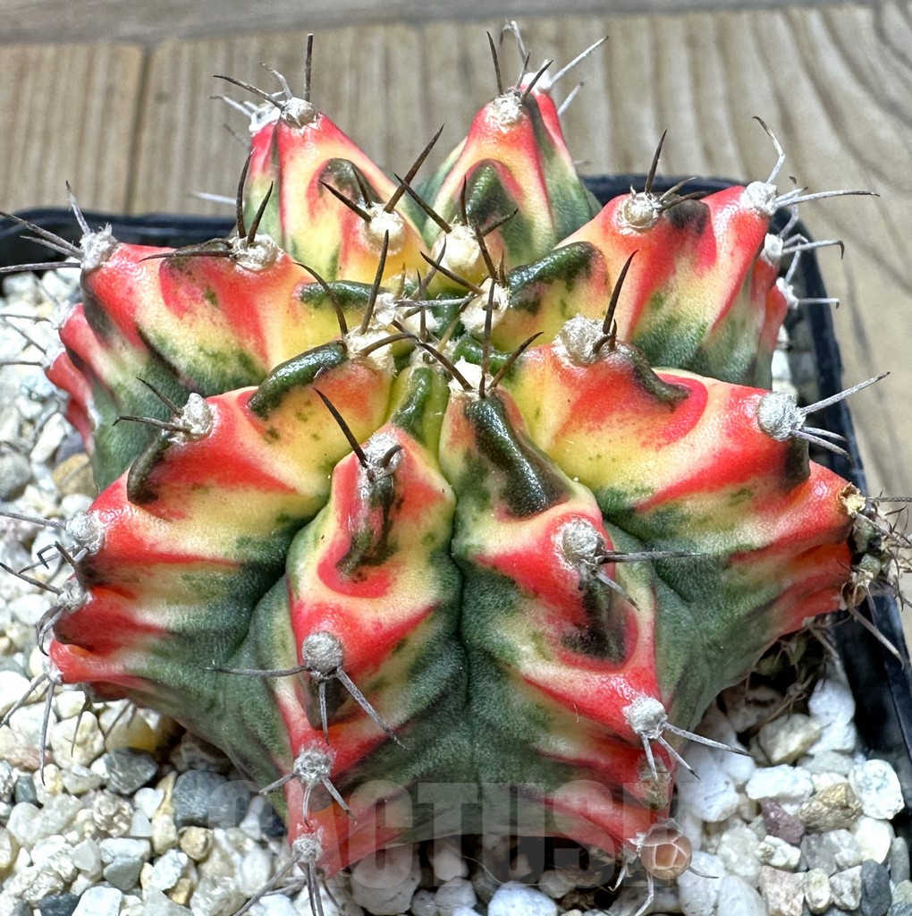 SHPR36474 Gymnocalycium mihanovichii ‘Multicolor’