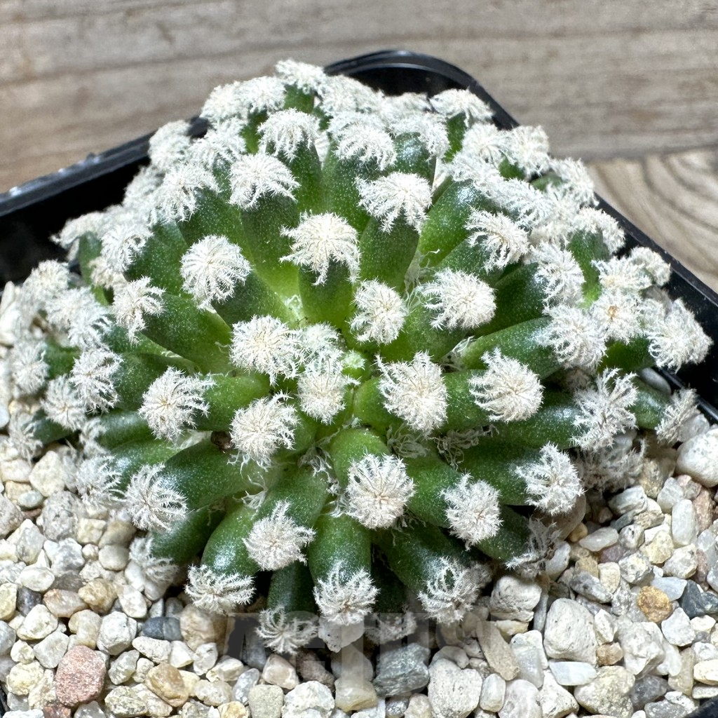 SHPR36501 Mammillaria plumosa ‘Snow’