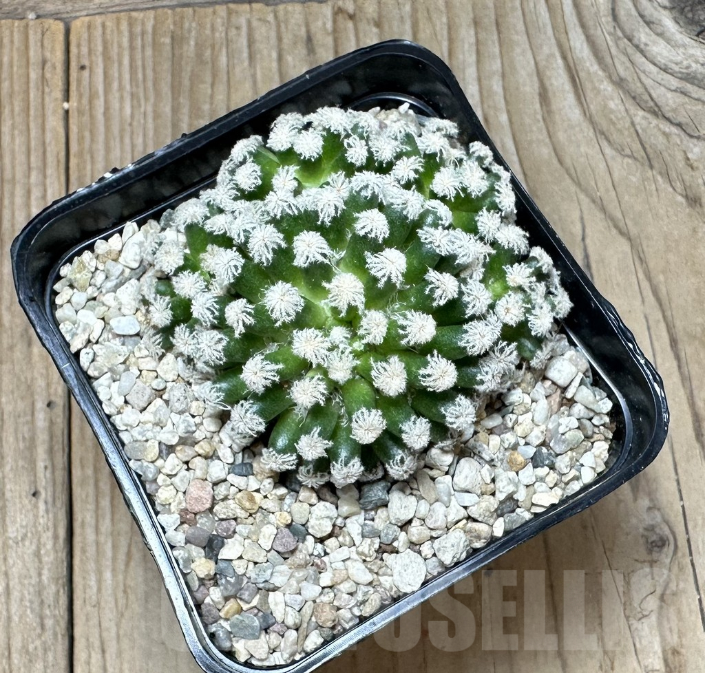 SHPR36501 Mammillaria plumosa ‘Snow’ - 画像 (2)