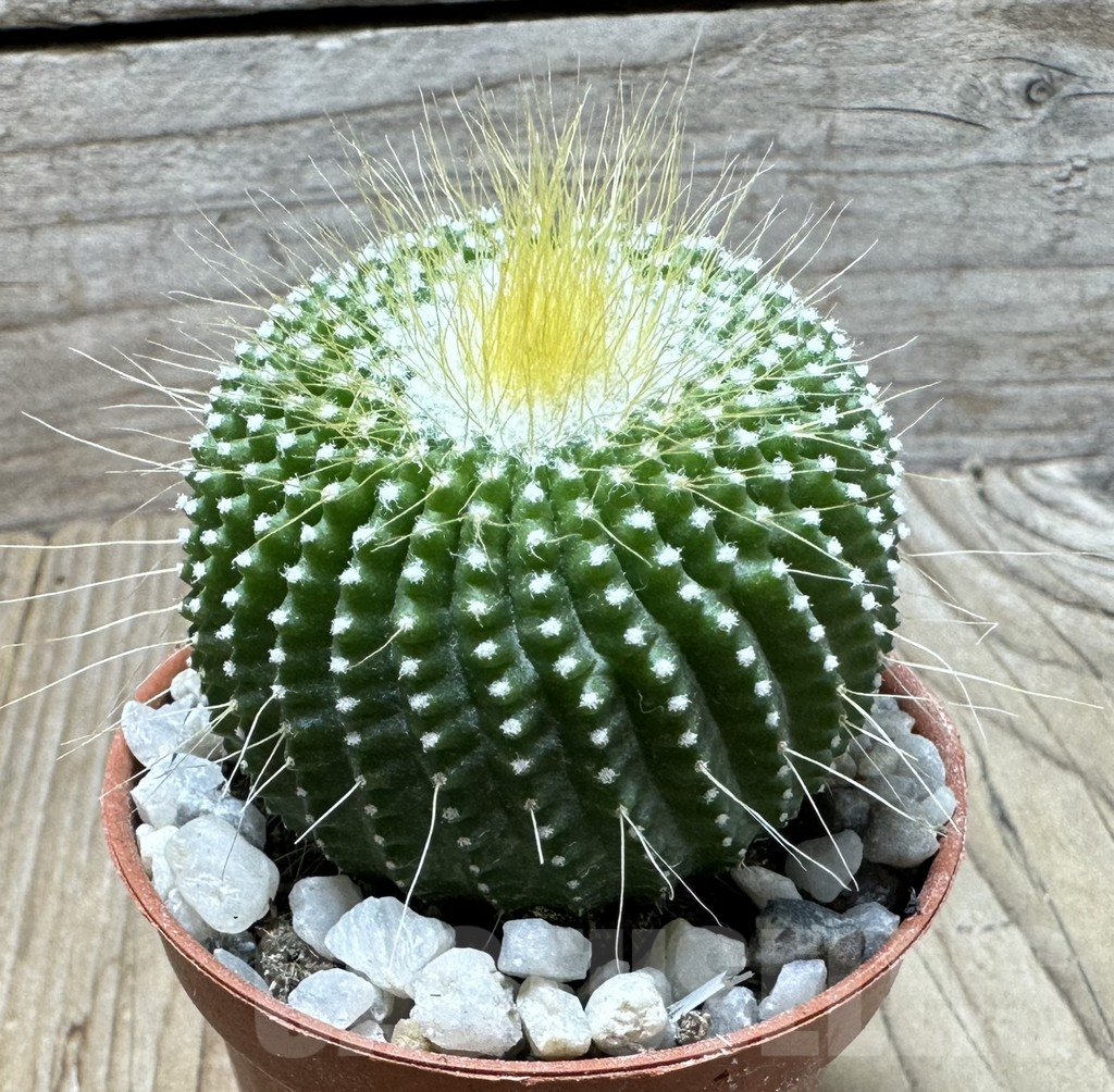 SL36683 Notocactus leninghausii 'inermis' - Зображення 2