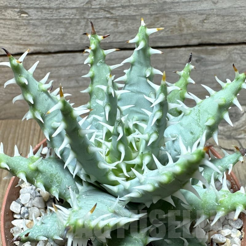 SL36601 Aloe melanacantha v. erinacea