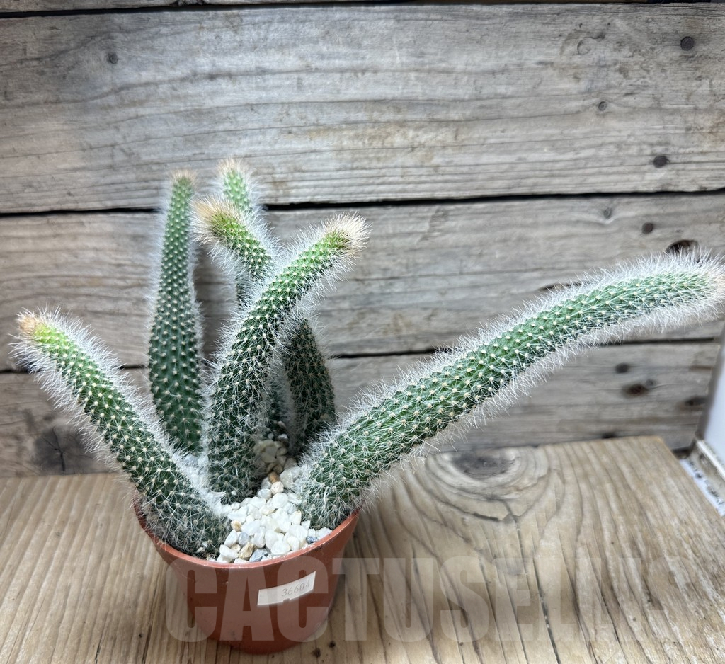 SL36604 Hildewintera colademononis - Imagen 2