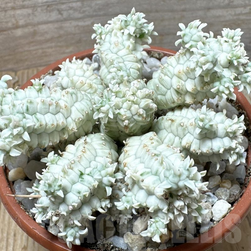 SL36605 Euphorbia mammillaris f. variegata