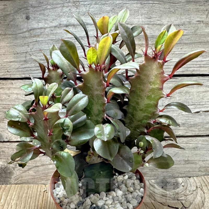 SL36606 Euphorbia trigona ‘Rubra’