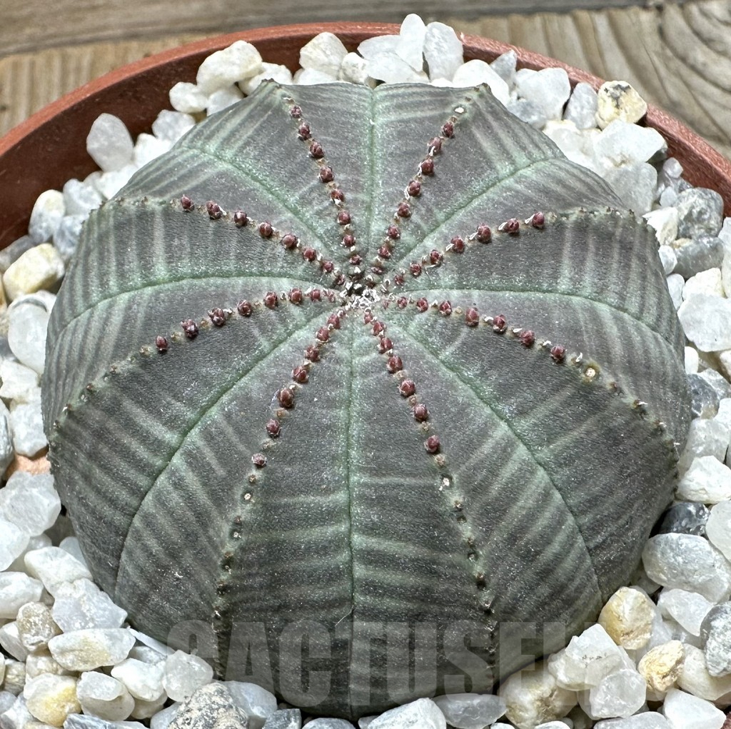SL36607 Euphorbia obesa