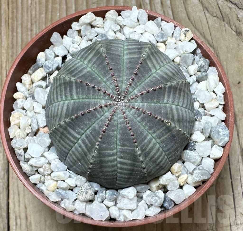 SL36607 Euphorbia obesa - Image 2