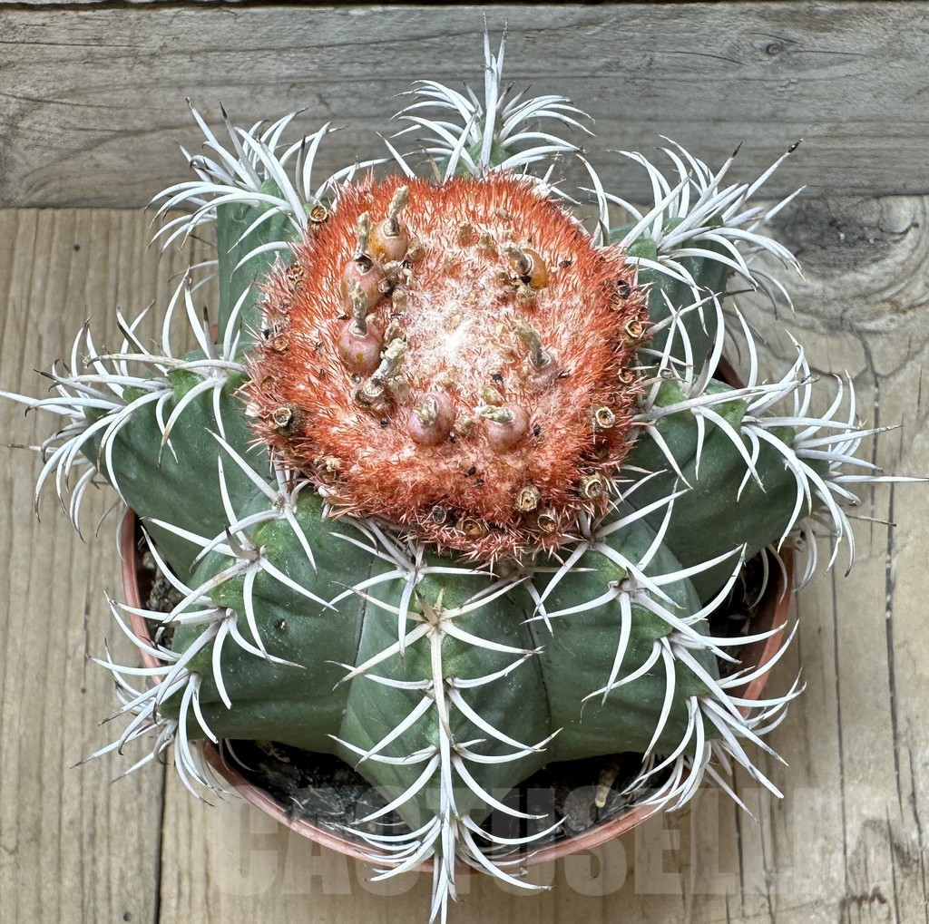 SL36609 Melocactus matanzanus - Image 2