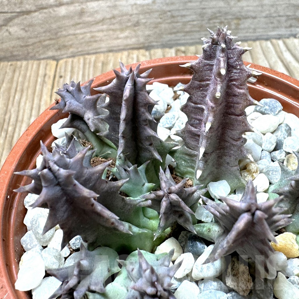 SL36611 Huernia confusa 'Pink Eye'