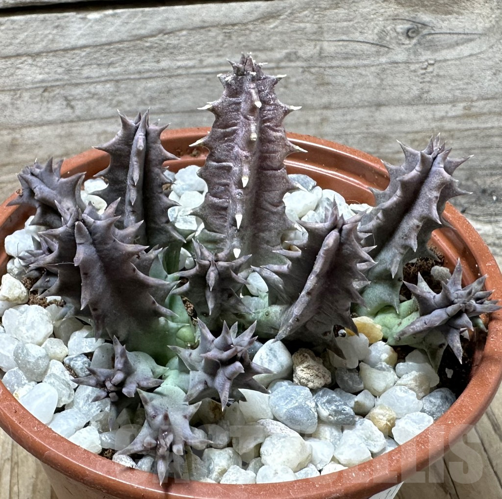 SL36611 Huernia confusa 'Pink Eye' - Image 2
