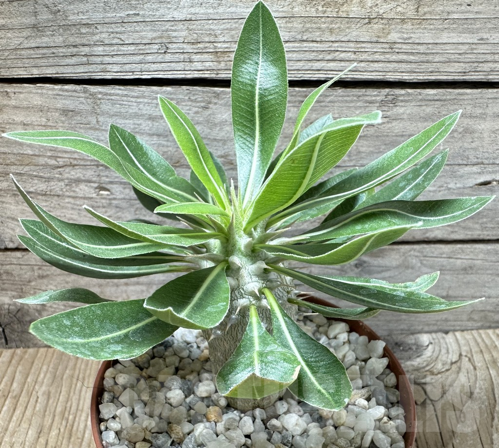 SL36612 Pachypodium horombense - Image 2