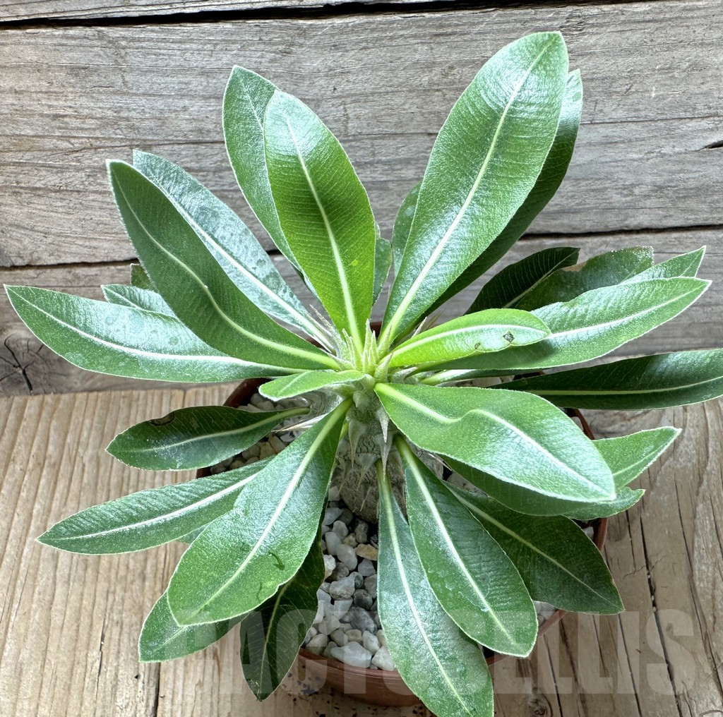 SL36612 Pachypodium horombense