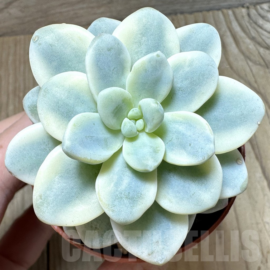 SL36619 Sedum clavatum f.variegata