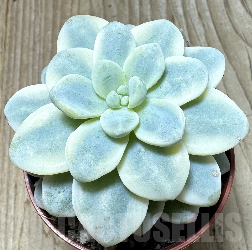 SL36619 Sedum clavatum f.variegata - Image 2