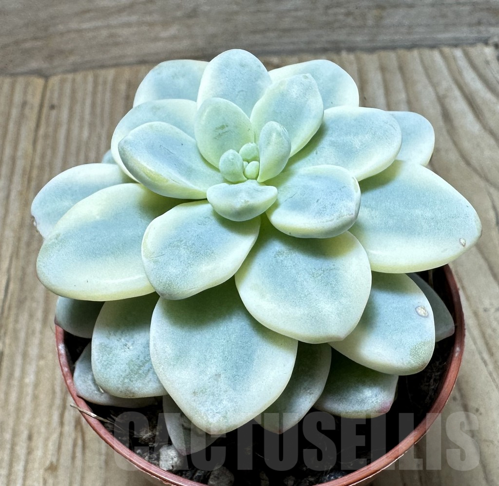 SL36619 Sedum clavatum f.variegata - Image 3