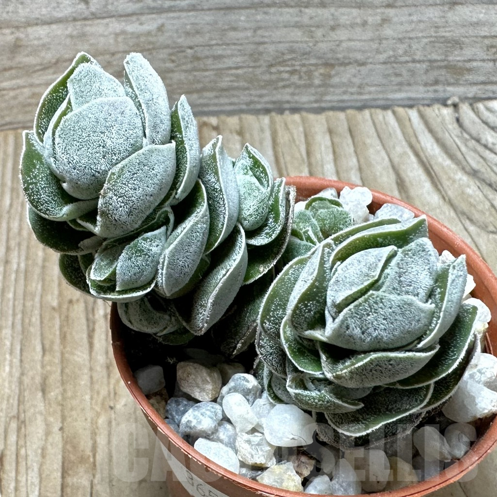 SL36580 Crassula 'Ivory Pagoda'