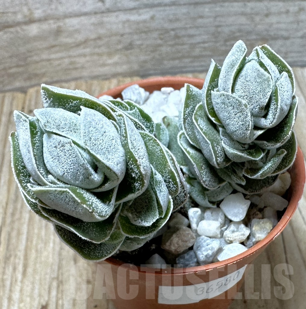 SL36580 Crassula 'Ivory Pagoda' - Image 2