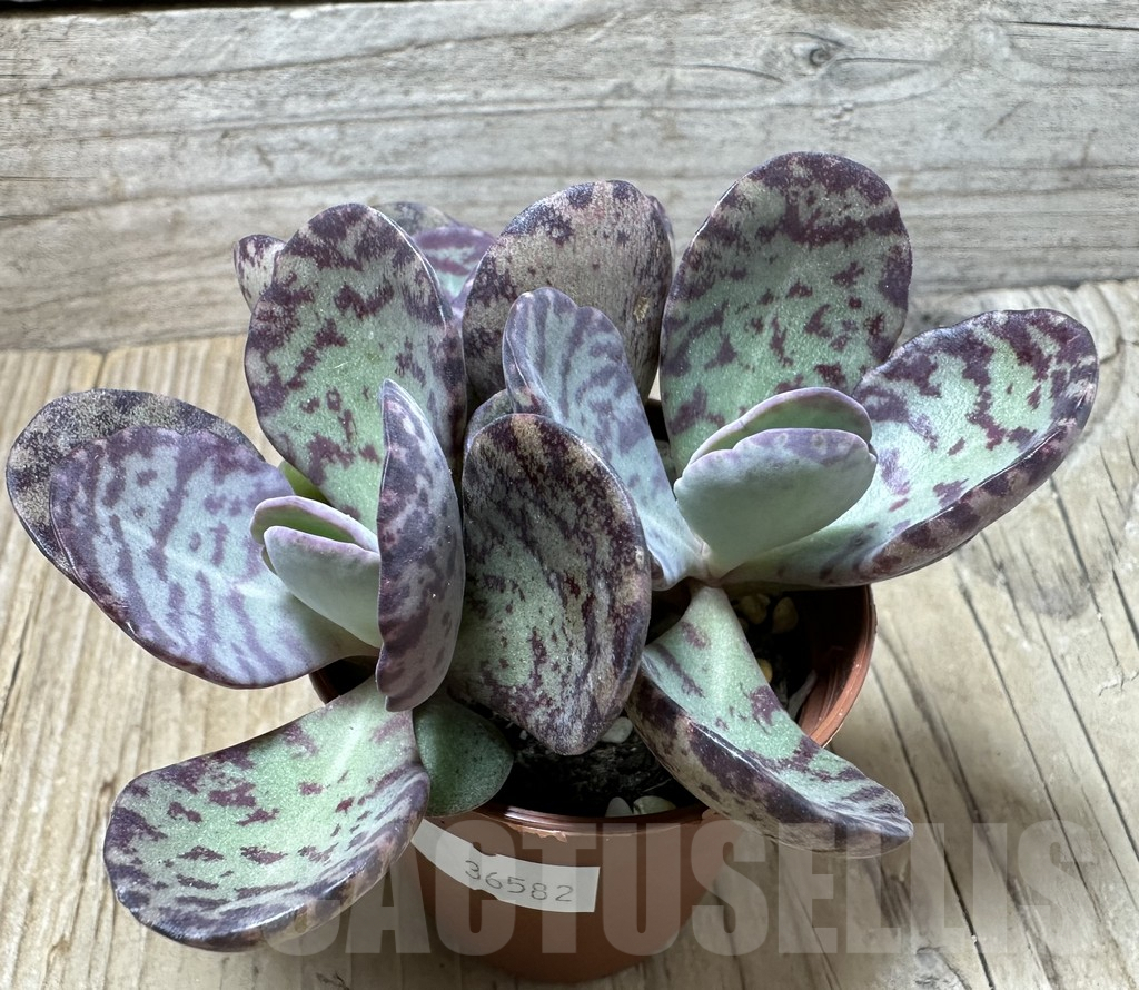 SL36582 Kalanchoe marmorata 'Leopard' - Image 2