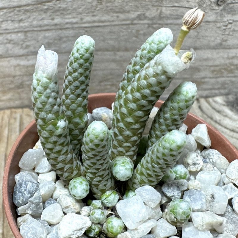 SL36588 Avonia papyracea