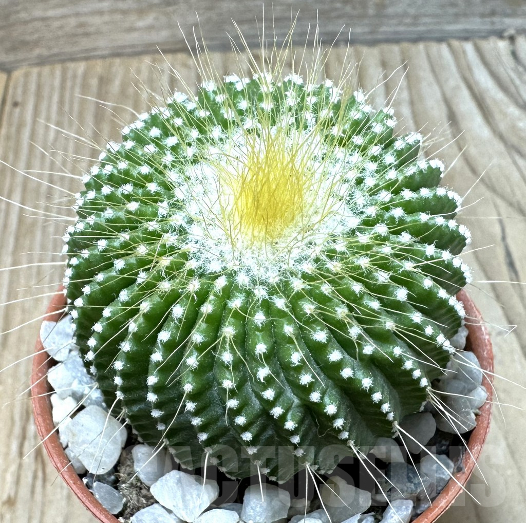 SL36683 Notocactus leninghausii 'inermis'