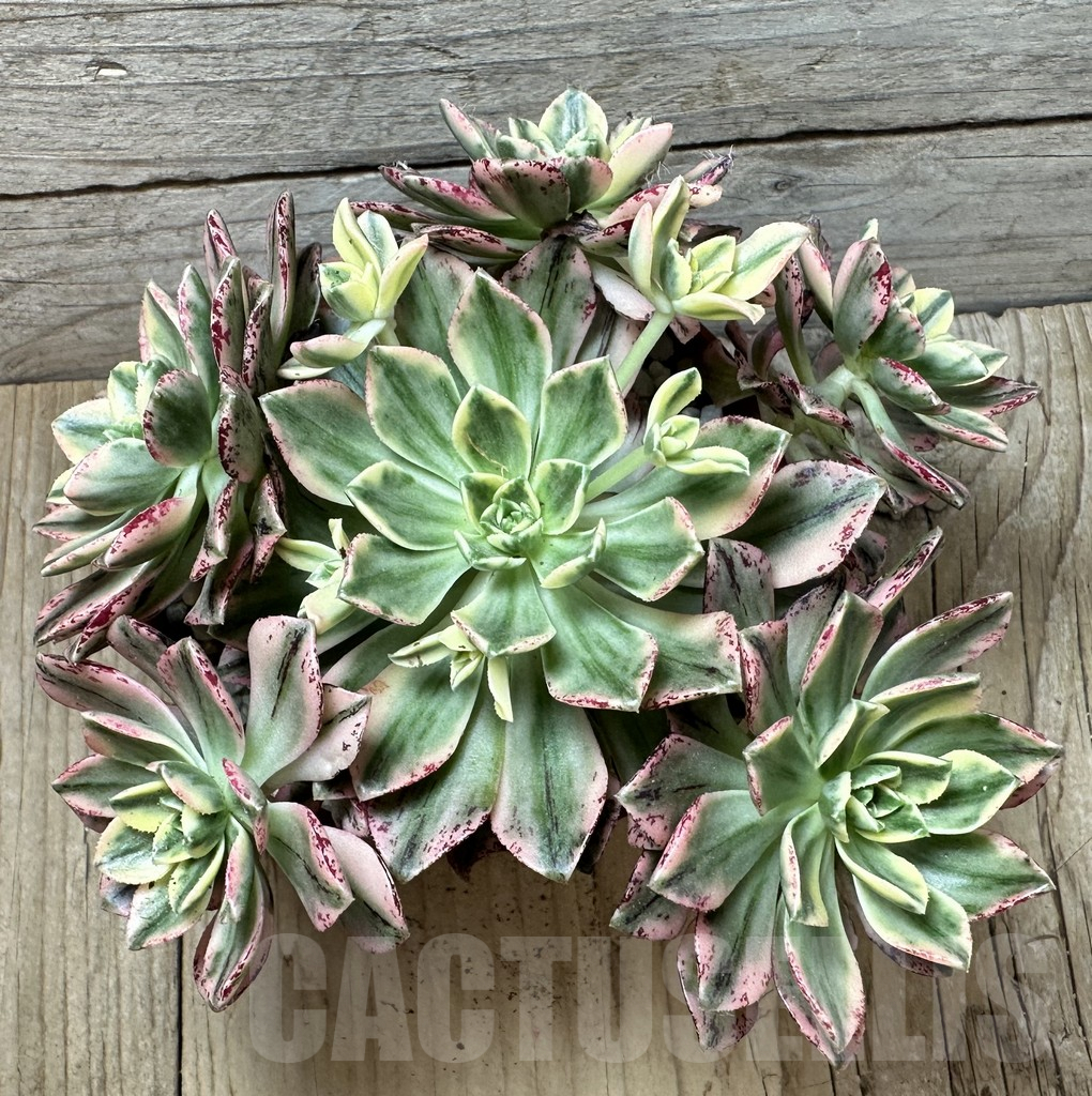 SHPR36685 Aeonium ‘Sweet Tea’ f. variegata