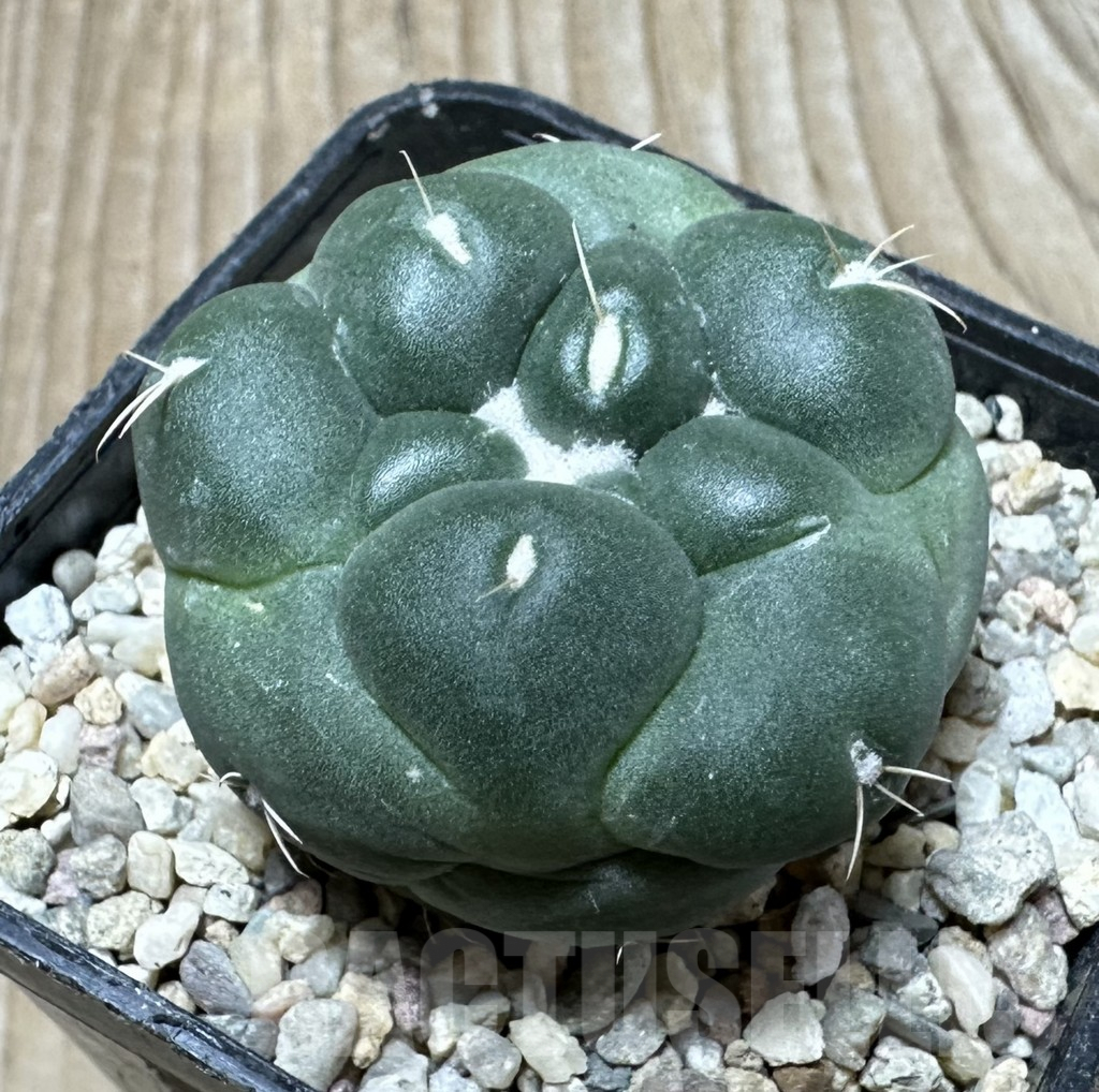 SHPR36715 Coryphantha elephantidens ‘inermis’ - Image 2