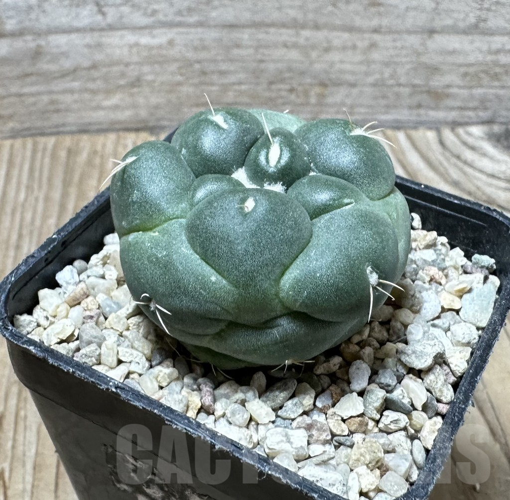 SHPR36715 Coryphantha elephantidens ‘inermis’ - Image 3