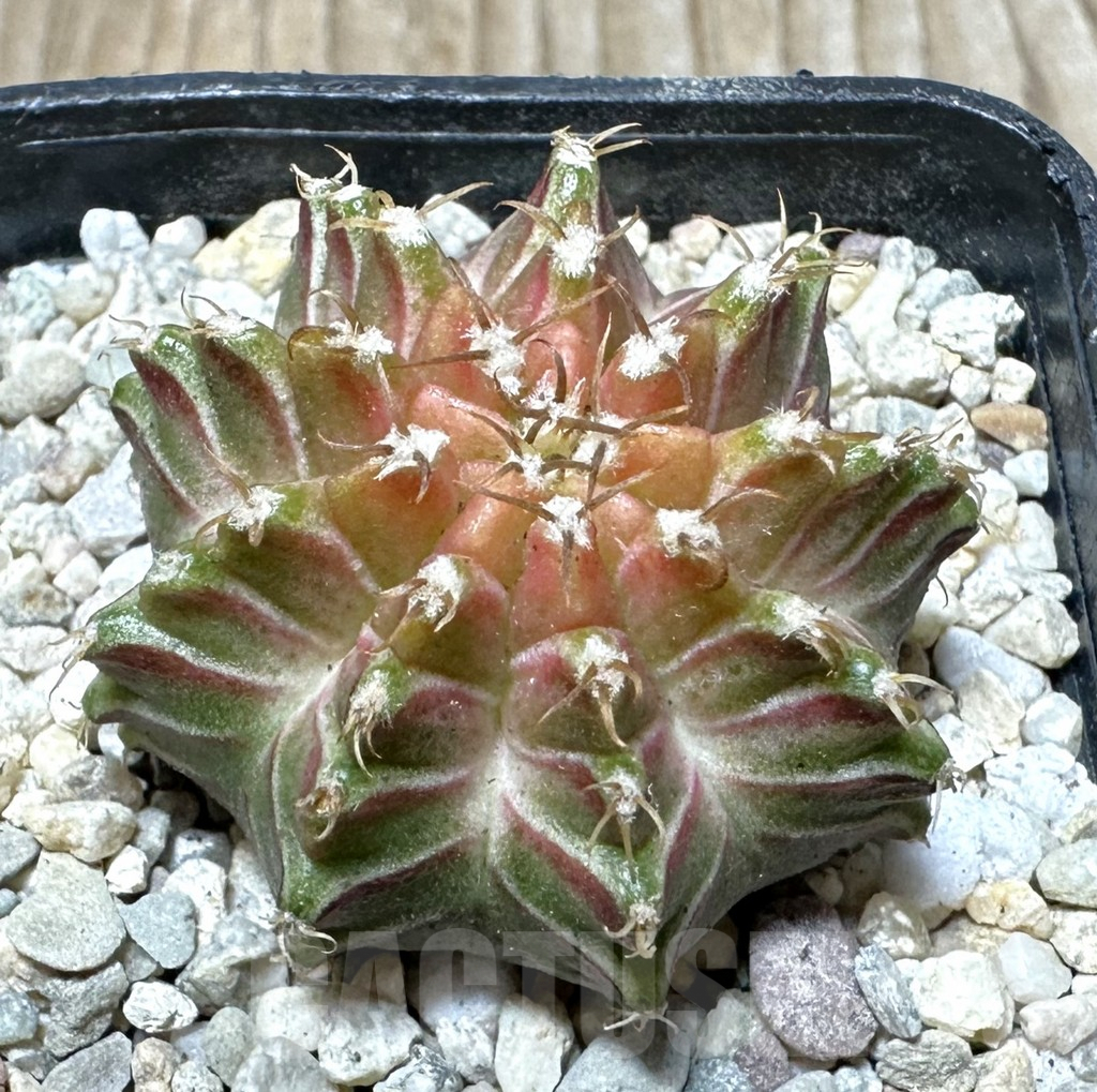 SHPR36716 Gymnocalycium mihanovichii ‘Neon’ hybrid seedling