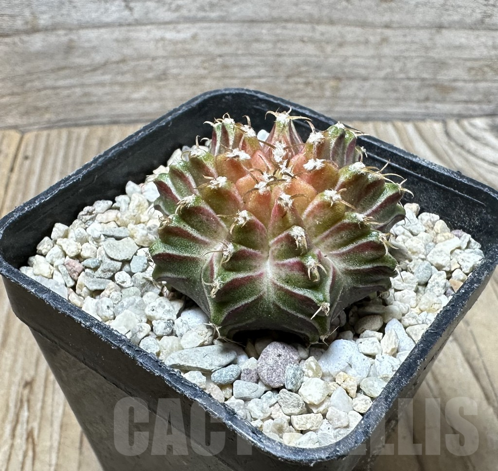 SHPR36716 Gymnocalycium mihanovichii ‘Neon’ hybrid seedling - Image 2