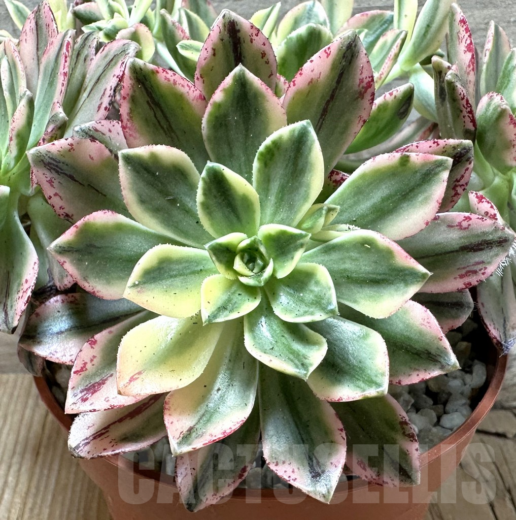 SHPR36686 Aeonium ‘Sweet Tea’ f. variegata