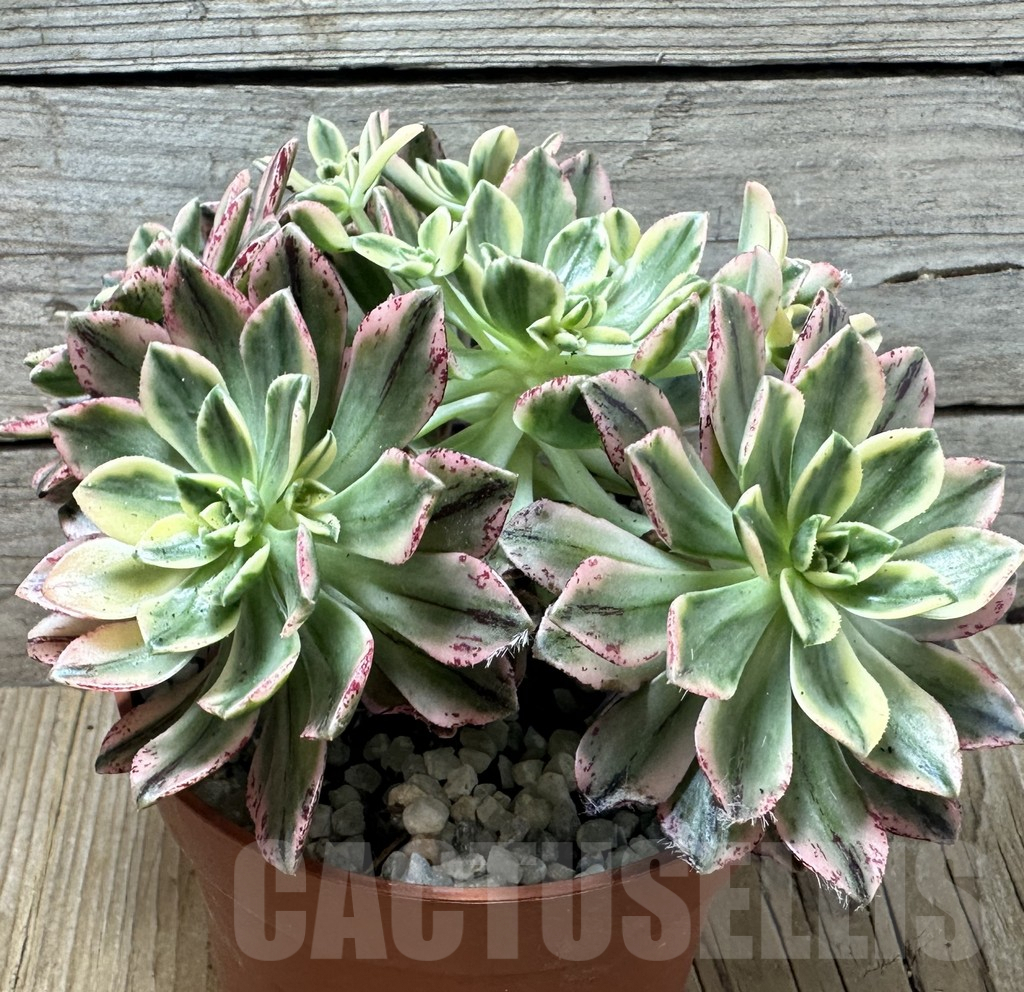 SHPR36686 Aeonium ‘Sweet Tea’ f. variegata - immagine 2