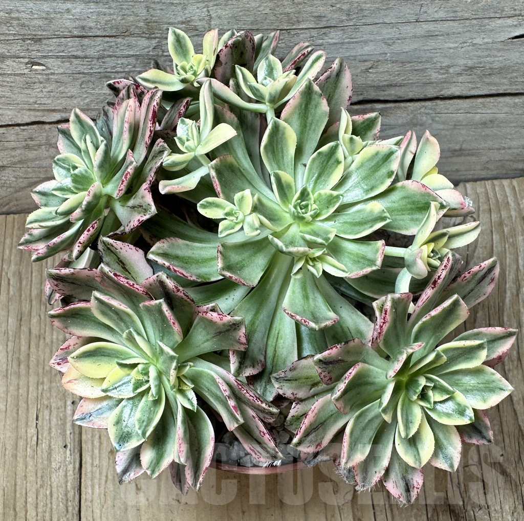 SHPR36686 Aeonium ‘Sweet Tea’ f. variegata - immagine 3