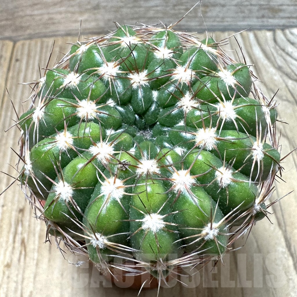 SHPR36732 Notocactus uebelmannianus