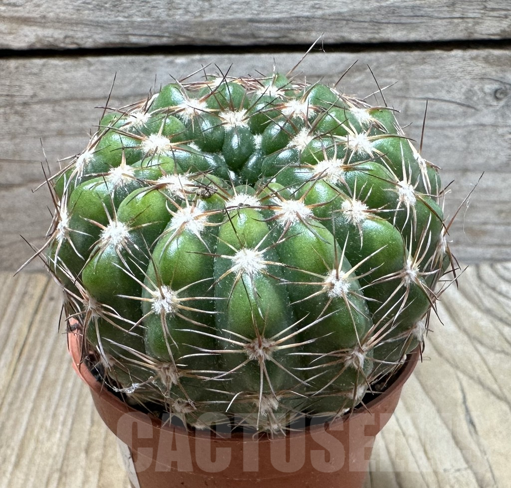 SHPR36732 Notocactus uebelmannianus - Imagen 2