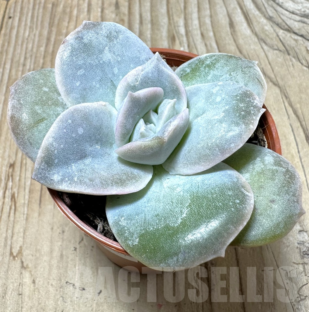 SL36687 Echeveria 'Lovely Rose'