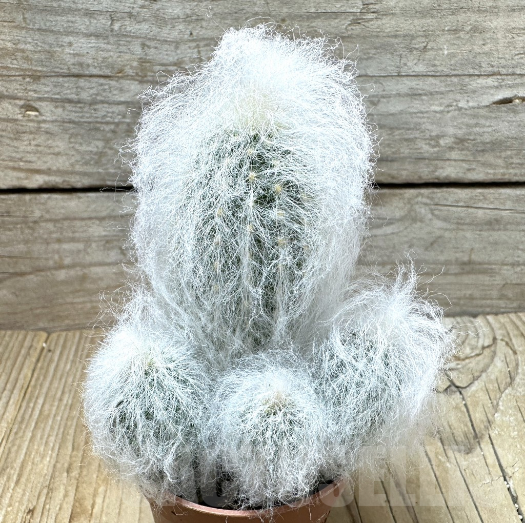 SHPR36736 Espostoa lanata