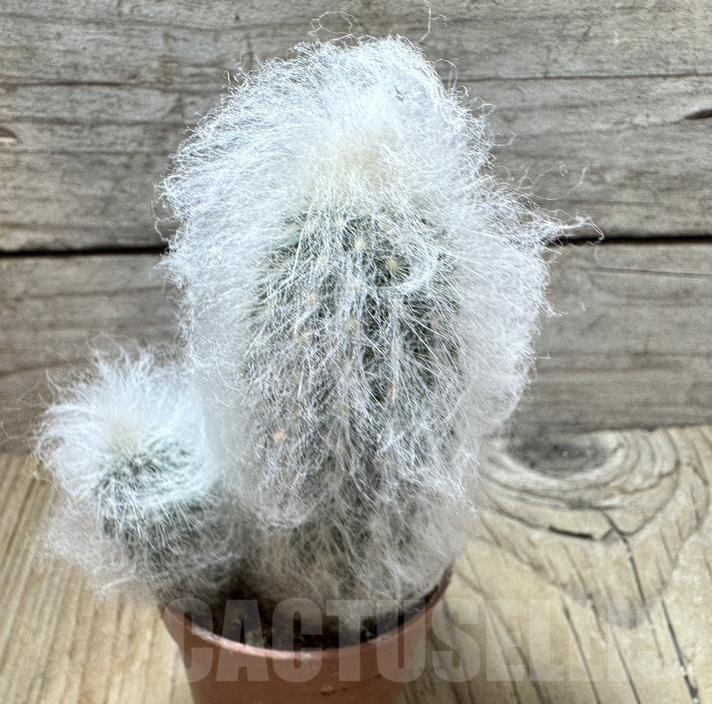 SHPR36736 Espostoa lanata - Obrázek 2