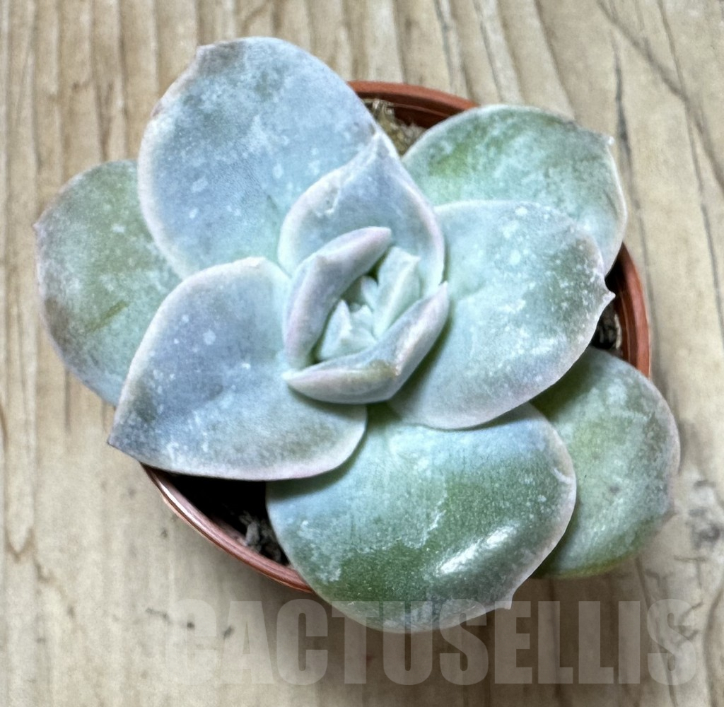 SL36687 Echeveria 'Lovely Rose' - immagine 2
