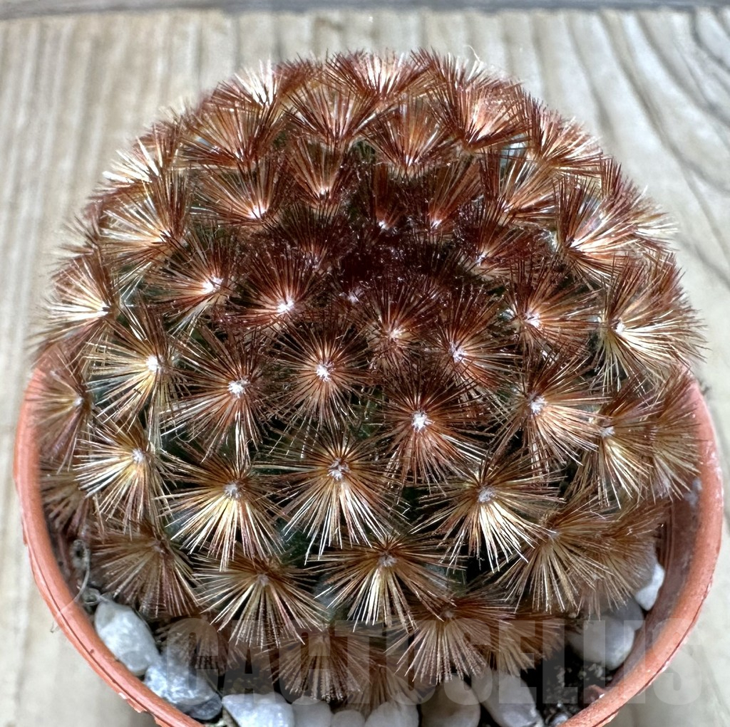 SHPR36743 Mammillaria carmenae f. rubrispina select form