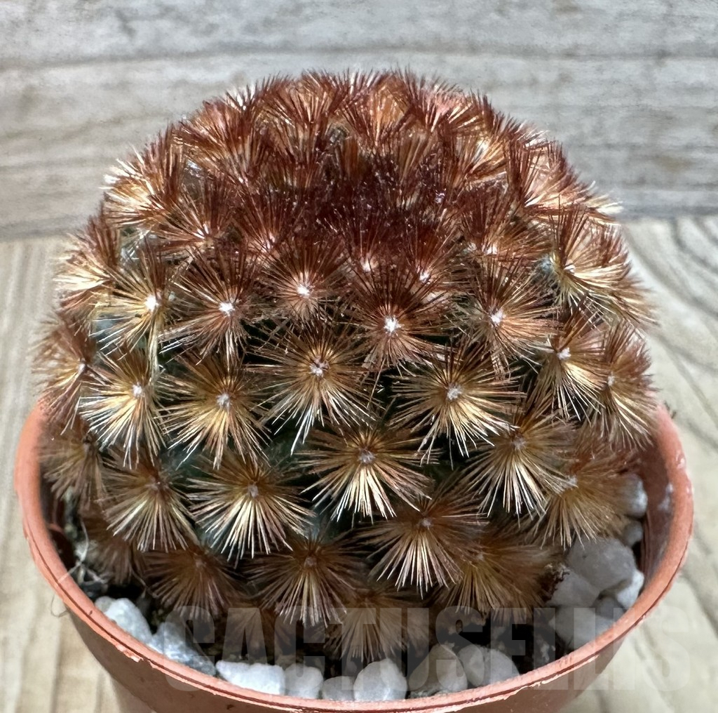 SHPR36743 Mammillaria carmenae f. rubrispina select form - Obrázek 2