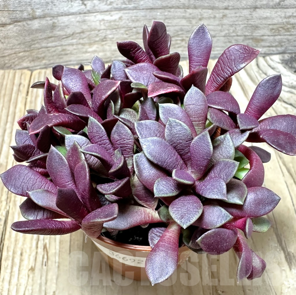 SL36692 Anacampseros rufescens v. rubra