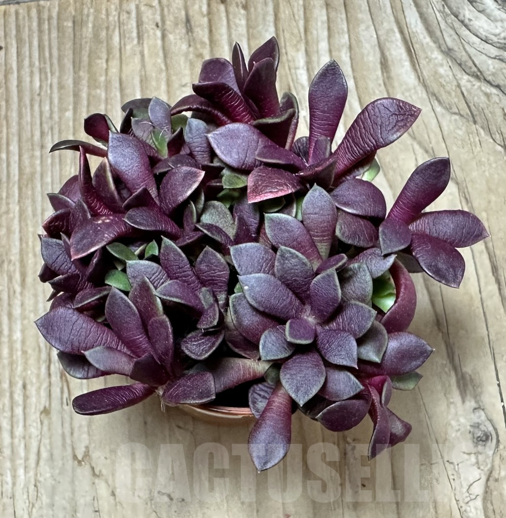 SL36692 Anacampseros rufescens v. rubra - immagine 2