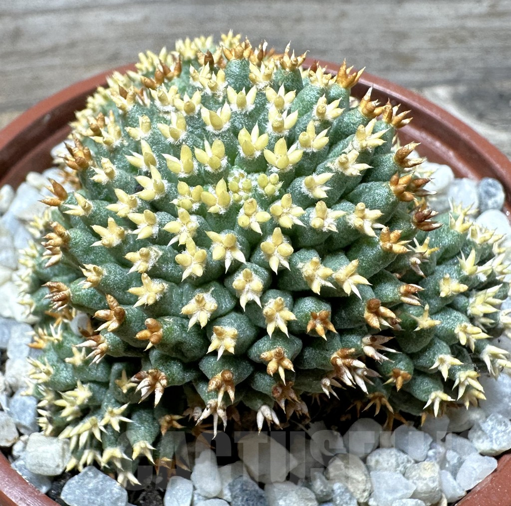 SHPR36693 Mammillaria camptotricha ‘Bru’