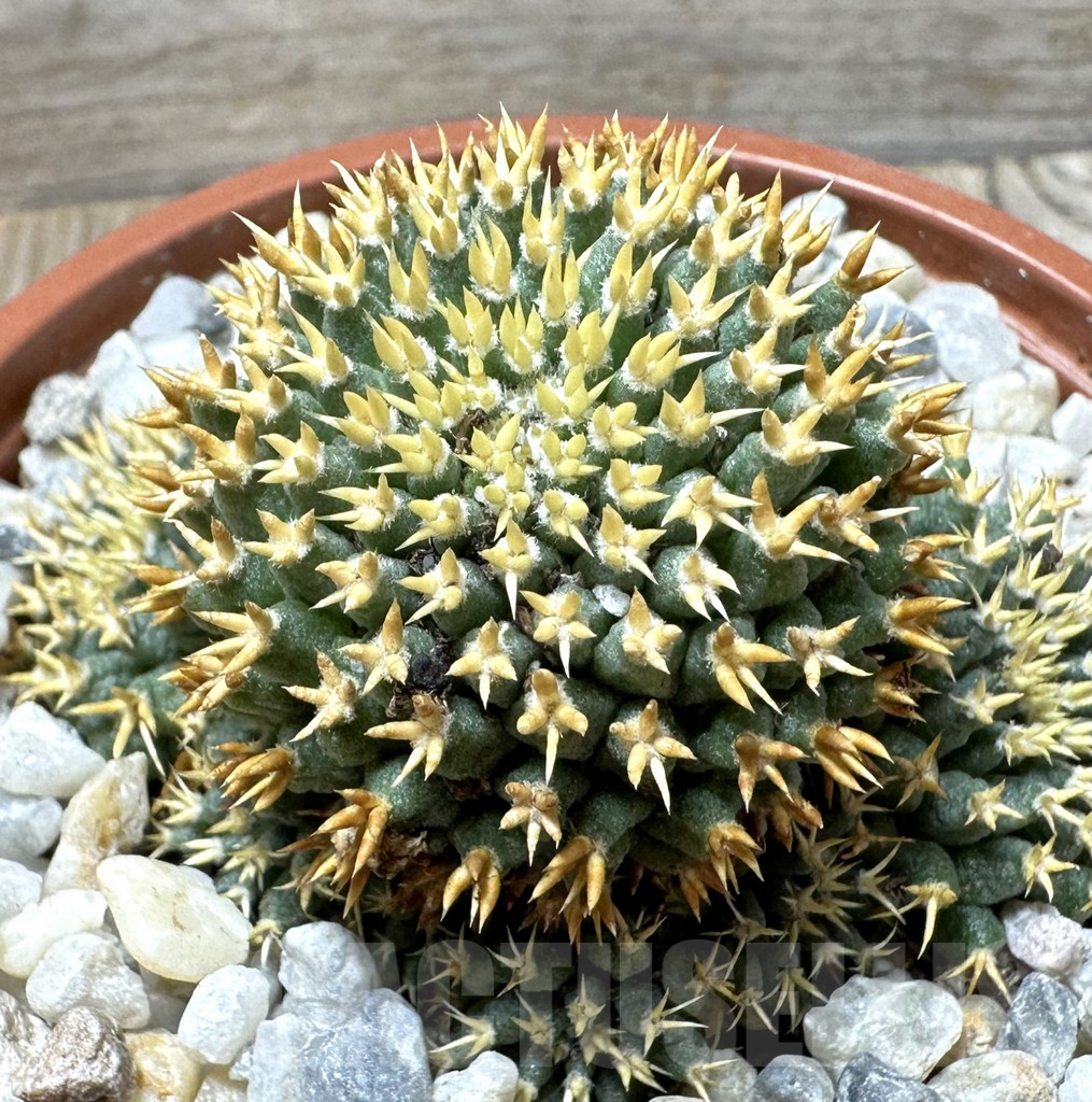 SHPR36695 Mammillaria camptotricha ‘Bru’