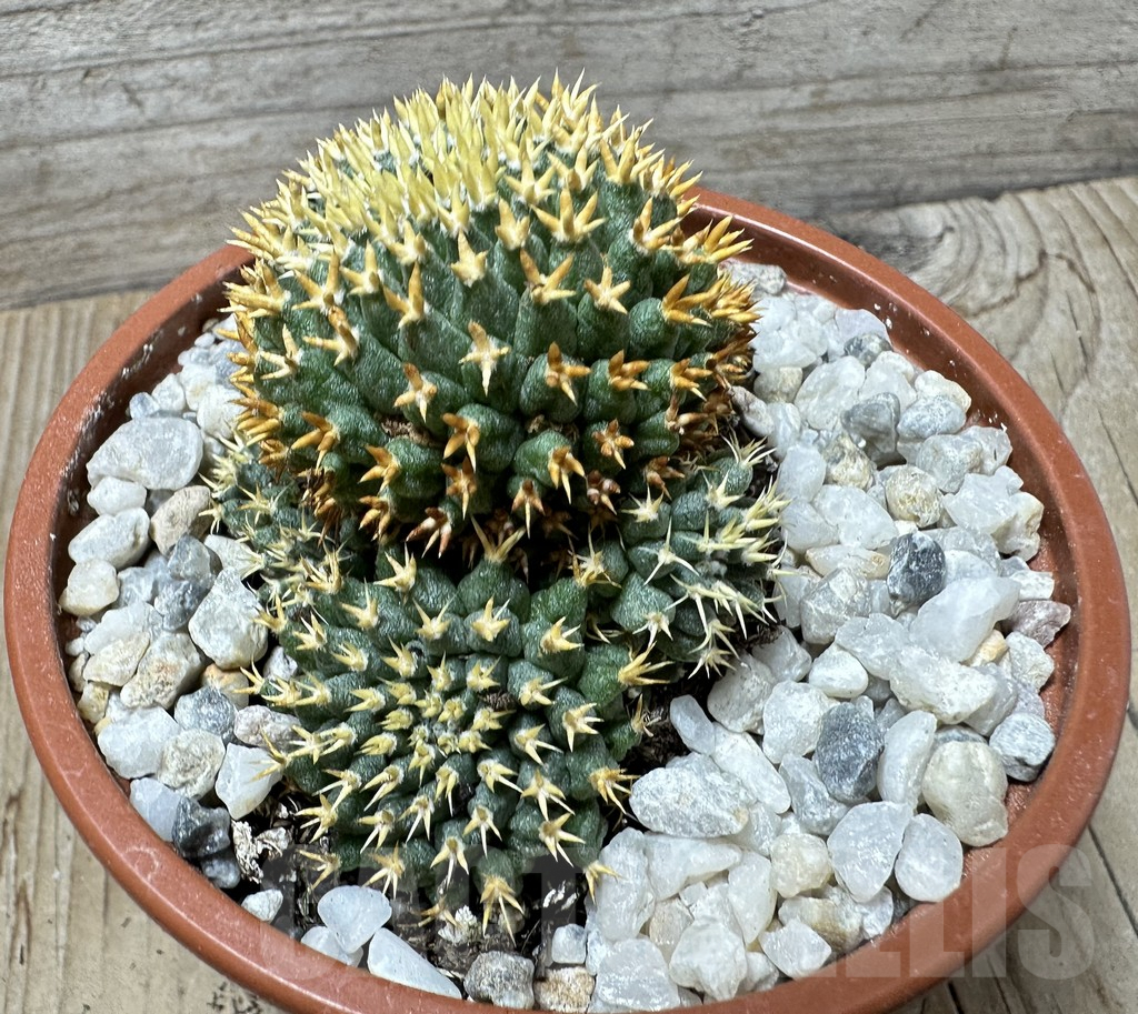 SHPR36695 Mammillaria camptotricha ‘Bru’ - Image 2