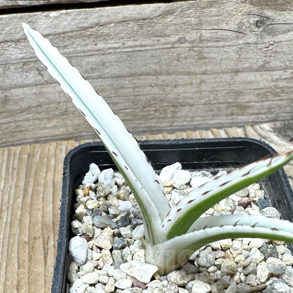 SHPR36696 Agave victoriae-reginae ‘White Rhino’ - Image 2