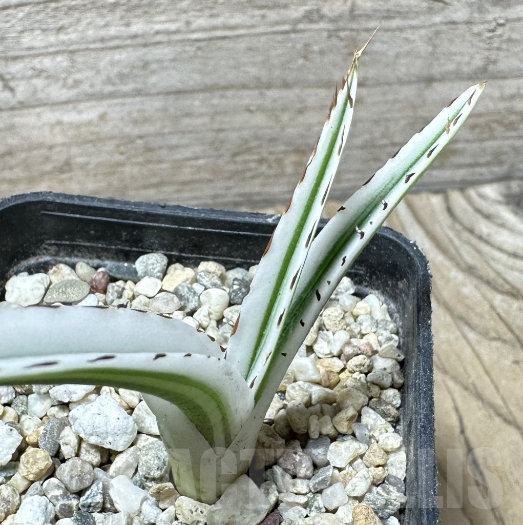 SHPR36696 Agave victoriae-reginae ‘White Rhino’