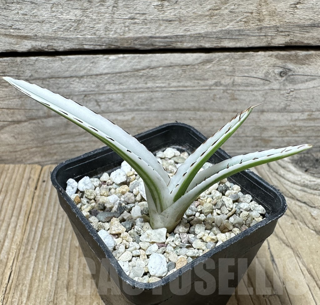 SHPR36696 Agave victoriae-reginae ‘White Rhino’ - Image 3