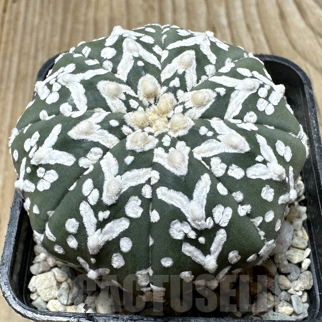 SHPR36699 Astrophytum asterias ‘Super Kabuto’ V-type f. nudum
