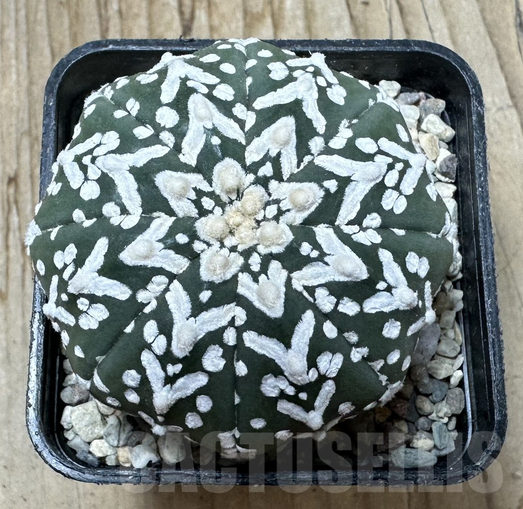 SHPR36699 Astrophytum asterias ‘Super Kabuto’ V-type f. nudum - Imagen 2